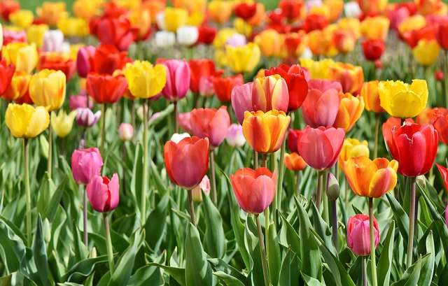 pole tulipánů